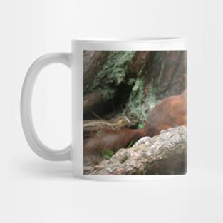 Red Squirrel, May 2019 Mug